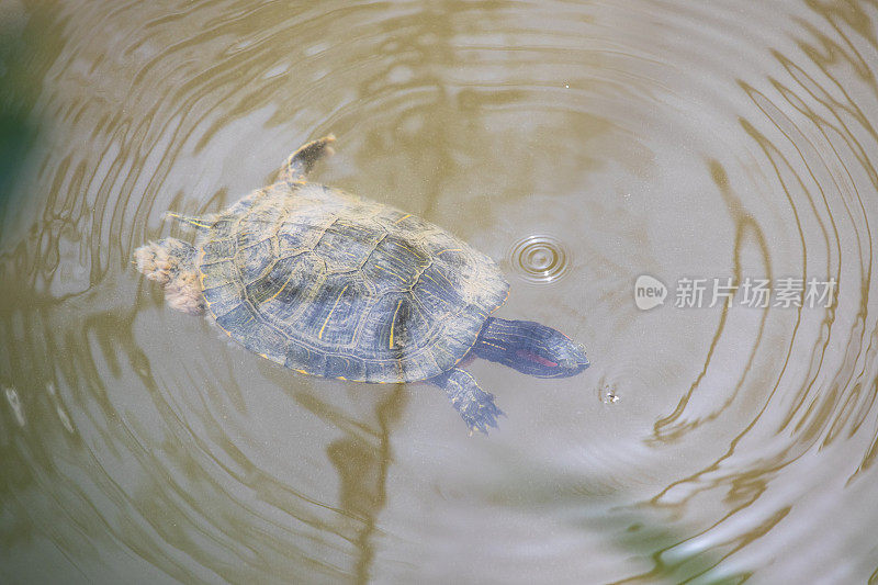 池塘滑块-(Trachemys scripta) Llobregat河，